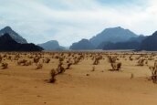 Desert #3